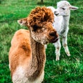 Cute Young alpaca lama farm