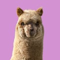 Cute young alpaca. Llama portrait on pink background