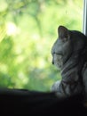 Cute young AMERICAN SHORT HAIR kitten grey and black stripes home cat relaxing in bedroom at a window portrait view . Royalty Free Stock Photo