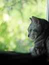 Cute young AMERICAN SHORT HAIR kitten grey and black stripes home cat relaxing in bedroom at a window portrait view . Royalty Free Stock Photo