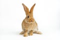 Cute young baby Flemish Giant rabbit, sandy colour, isolated on white background Royalty Free Stock Photo