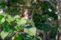 Baby macaque monkey in a tree concentrating on a piece of fruit at the monkey forest sanctuary in Ubud, Bali, Indonesia, Asia