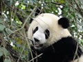 Cute young panda bear biting twigs