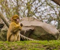 Cute young barbary macaque infant in closeup, Endangered animal specie from Africa