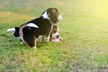 Cute young Beagles Royalty Free Stock Photo