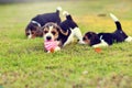 Cute young Beagles Royalty Free Stock Photo
