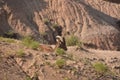 Young Bighorn Sheep Resting in the Badlands