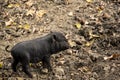 Cute young, black Vietnamese Pot-bellied pig Royalty Free Stock Photo