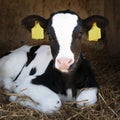 Cute young black and white calf lies in straw Royalty Free Stock Photo