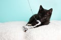 Cute Young Black and White Cat Kitten Rescue Wearing White and Yellow Bow Tie Lying Down with Tongue out Playing with String Toy Royalty Free Stock Photo