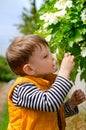 Cute young boy smelling spring blossom