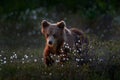 Cute young brown bear cub on the cotton grass, summer season in Finland taiga. Lost bear baby without mother in the nature. Europe Royalty Free Stock Photo