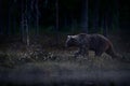 Cute young brown bear cub on the cotton grass, summer season in Finland taiga. Lost bear baby without mother in the nature. Europe Royalty Free Stock Photo