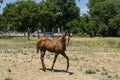 Cute young colt horse prancing in pasture Royalty Free Stock Photo