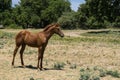 Cute young colt horse standing in pasture Royalty Free Stock Photo