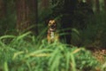 Cute young brown mongrel dog standing in nature surrounded by green plants and trees. Warm tones, rural landscape. Pets, animals