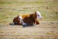 Cute young brown and white calf Royalty Free Stock Photo