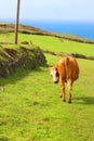 A cute coy brown and white cow looking behind her with a blue sea behind her on the north Cornwall coast England.