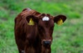 Cute young calf on a green meadow