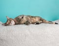 Cute Young Calico Tabby Cat Wearing Pink White Flower Bow Tie Costume Portrait Lying Down Looking at Camera Royalty Free Stock Photo