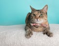 Cute Young Calico Tabby Cat Wearing Pink White Flower Bow Tie Costume Portrait Lying Down Looking Left Royalty Free Stock Photo