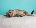 Cute Young Calico Tabby Cat Wearing Pink White Flower Bow Tie Costume Portrait Lying Down Rolling over with Tongue Out Royalty Free Stock Photo