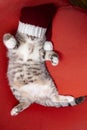 Cute young cat in a New Year`s cap funny asleep, on a red chair