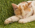 Cute young cat sleeping on green turf, Thailand Royalty Free Stock Photo