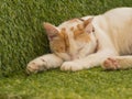 Cute young cat sleeping on green turf, Thailand Royalty Free Stock Photo