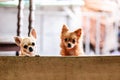 Cute young Chihuahua dogs behind fence look at camera with curious eyes