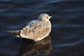 A Young Common Gull Royalty Free Stock Photo