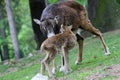 Cute young cub of moufflon is eating drinking milk from his mother, Slovakia Royalty Free Stock Photo