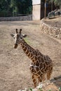 Cute young curious giraffe in his aviary