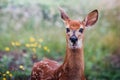 Cute young deer eating leaves in field Royalty Free Stock Photo