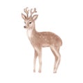 Cute young deer on white background.