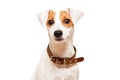Cute young dog breed Jack Russell Terrier