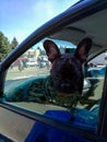 Cute young dog looks out of car window. Close-up. Royalty Free Stock Photo