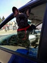 Cute young dog looks out of car window. Pet looks at camera. Close-up. Royalty Free Stock Photo