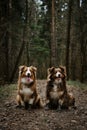 Cute young dogs are traveling. Two Australian Shepherds adult and puppy red tricolor are sitting on forest trail and posing.