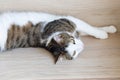 Domestic young cat lying on the shelf Royalty Free Stock Photo