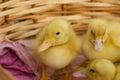 Cute young duckling, on start of their live.