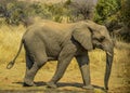 Cute and young elephant walking in thick bushes in Kruger national park