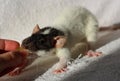 Cute young fancy rat with rex curly fur. Black and white