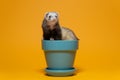 Cute young ferret in teal plant pot