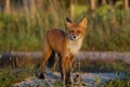 Cute young fox cub on the grass background. One. Evening light. Royalty Free Stock Photo