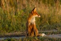 Cute young fox cub on the grass background. One. Evening light. Royalty Free Stock Photo