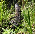 A cute young Florida Alligator is sunning to absorb heat from the Florida sun. Royalty Free Stock Photo