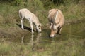 Cute young foal and mare of a Fjord horse drinking from a pond on a sunny day Royalty Free Stock Photo