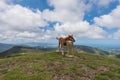 A cute young foal scratching on a carved rock in the mountain