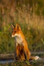 Cute young fox cub on the grass background. One. Evening light. Royalty Free Stock Photo